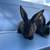 Rex rabbits 2 thumbnail