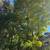 Tree Removal & Clean Up – Free Estimates – 857-346-6817 22 thumbnail