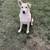 Husky Rotweiller mix 1 thumbnail