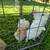 Lionhead Bunnies 1 thumbnail