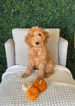Rehoming Goldendoodle64007247625475120