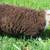 Naturally Raised Icelandic Ewe Lambs 6 thumbnail