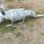 garden armadillo 3 thumbnail