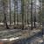 #6 Scott View Drive ~ .95 Acres ~ Mt Scott Meadow ~ Many Large Pines 19 thumbnail