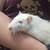 Pet Rat 4 thumbnail