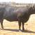 3-4-5 Yr. Old Heavy Bred Angus Cows 17 thumbnail