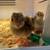 Pheasant chicks 2 thumbnail