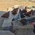 Hens 4 thumbnail