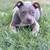 AMERICAN BULLY 2 thumbnail