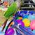 Hand fed Easter Conures 3 thumbnail