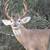 Book your  hunt 3 thumbnail