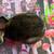 REX BUNNIES 21 thumbnail