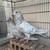 Pigeons for sale 1 thumbnail