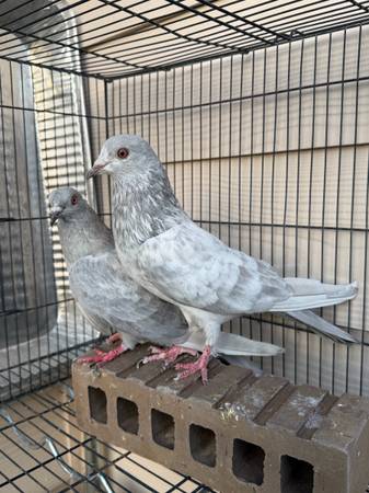 Pigeons for sale 1