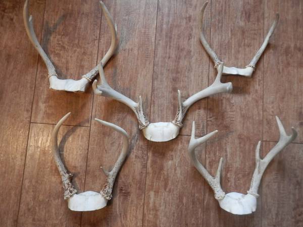 Deer Antlers 1