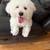 Bichon 1 thumbnail