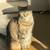 Lost Tabby Cat 3 thumbnail