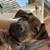 Brindle pit boxer mix 1 thumbnail
