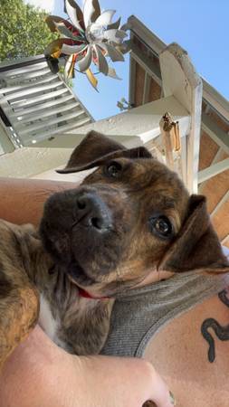 Brindle pit boxer mix 1