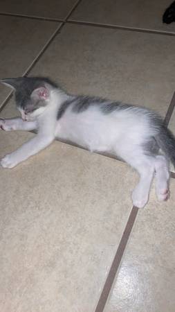 Free kittens 1