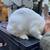 ***RABBITS & CHICKENS & QUAILS, OH-MY!*** 1 thumbnail