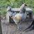 Easter Egger Bantam Roosters 5 thumbnail
