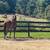 Husband/ trail/ lesson horse 12 thumbnail