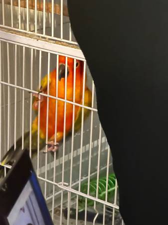 Sun conure bird 1