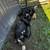KenuKenu piglets 6 thumbnail
