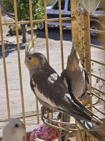 Baby cockatiels 1
