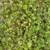 Groundcover: Sedum, Speedwell-VeronicaX-waterberry blue), Agua vine 3 thumbnail