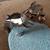 VINTAGE MACK DOG HOOD ORNAMENT 8 thumbnail