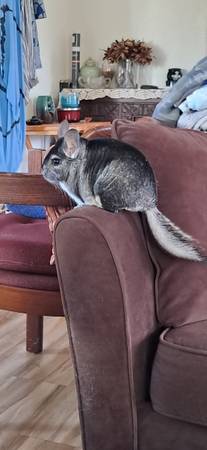 Wanted Chinchilla 1