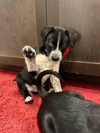 Puppies in time for Christmas! 1