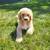 Doodle Puppy 1 thumbnail
