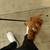 Cavapoo 5 thumbnail