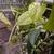Many cheap plants 3 thumbnail