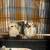 Bantam small chickens 5 thumbnail