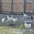 Laying hens 5 thumbnail