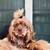 Cocker spaniel 3 thumbnail