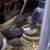 Button Quail & Eggs 9 thumbnail