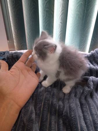 4 weeks old kittens 2 females 1 boy (Inverness)63899422740994124