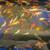 Riverview koi 1 thumbnail