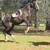 Horse training/lessons, youngster starting 6 thumbnail