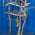 African Grey / amazon parrot perch trees … all custom , Breeder direct (wholes 14 thumbnail