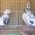 Highflyer Pigeon Pairs 5 thumbnail