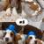 Basset Hounds 5 thumbnail