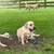 Labs AKC 1 thumbnail