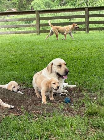 Labs AKC 1
