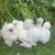 Silkies Chicks / Hen / Rooster 5 thumbnail